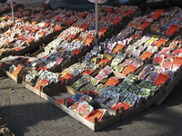 908031 Afbeelding van een bollen- en knollenkraam op de bloemen- en plantenmarkt op het Janskerkhof te Utrecht.